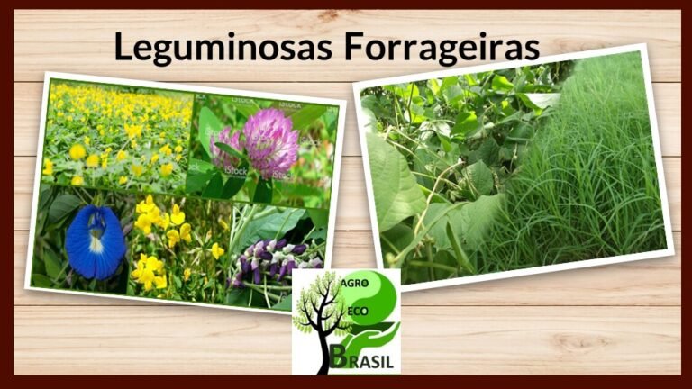 Agro Eco Brasil leguminosas forrageiras 4