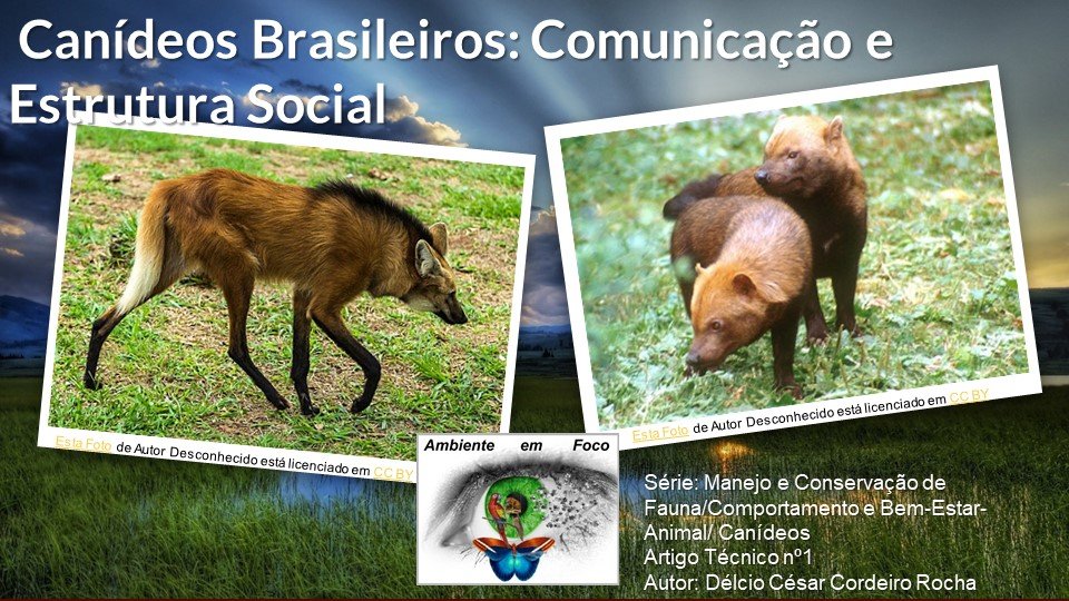 canídeos brasileiros